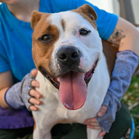 adopt a pet