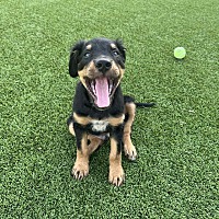 adopt a pet