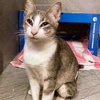 adopt a pet