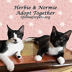 Thumbnail photo of HERBIE & NORMIE #2