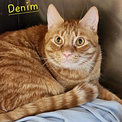 Photo of Denim