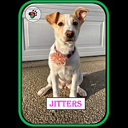 Thumbnail photo of Jitters #2