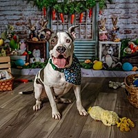 adopt a pet