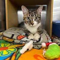 adopt a pet