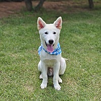adopt-pet