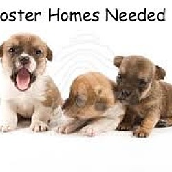 Photo of FOSTER A Pup & Save a Life!
