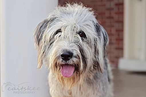 Cincinnati, OH - Old English Sheepdog. Meet Swirly Pepper ...