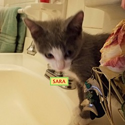 Thumbnail photo of SARA-adopted 12-22-18 #1