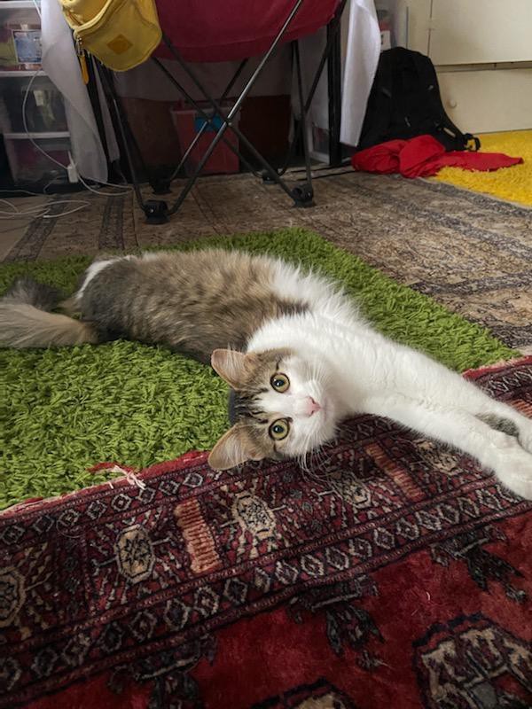 Adopt Lelanau A Tiger Striped Maine Coon (long Coat) Cat In Ypsilanti