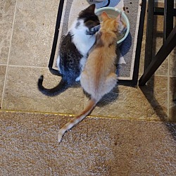 Thumbnail photo of Tigger and Cookie #4