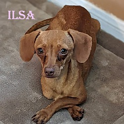 Photo of Ilsa