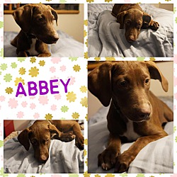 Photo of Abbey