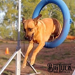 Thumbnail photo of Jake-AKC Intermediate TrickDog #1