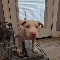 Photo of Hope (LA) DEAF/Vision Impaired