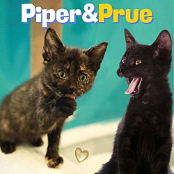 Thumbnail photo of babies Prue & Piper #1