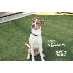 Thumbnail photo of Seamus #3