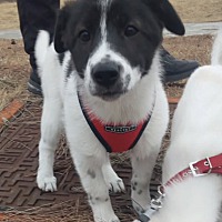 adopt-pet