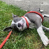 adopt a pet