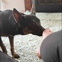 adopt a pet