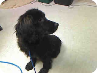 Antioch Il Golden Retriever Meet Charlie Adopted A Pet For Adoption