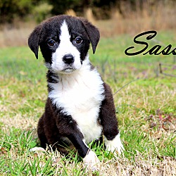 Thumbnail photo of Sassy~adopted! #2