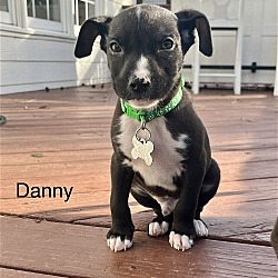 Photo of Danny - Tiny Terrier Litter