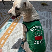 adopt a pet