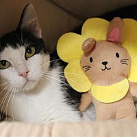 adopt a pet