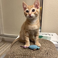 adopt a pet