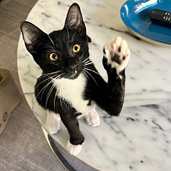 Polydactyl Cat Breeds: Fascinating Feline Phenomenon