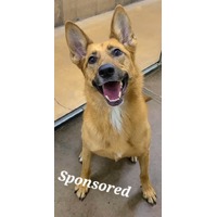 adopt-pet