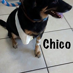 Thumbnail photo of Chico (tripawd) #2
