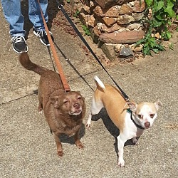 Thumbnail photo of Peanut and Cocomo  *Adopted #1