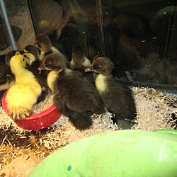 Thumbnail photo of Ducklings (12) #1
