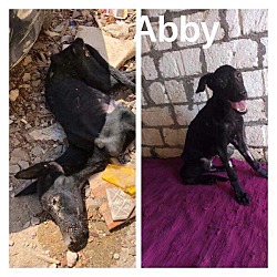Thumbnail photo of Abby #3