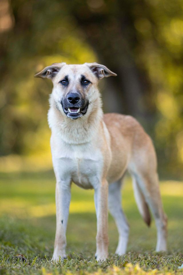 Unionville Pa German Shepherd Dog Meet Athena A Pet For Adoption