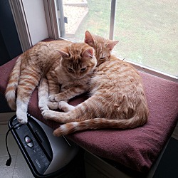 bonded pet photo