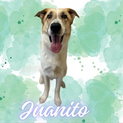 Thumbnail photo of Juanito #1
