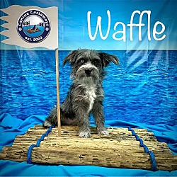 Thumbnail photo of Waffle #3