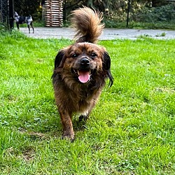 Thumbnail photo of Tonka a brindled Tibetan Spaniel #4