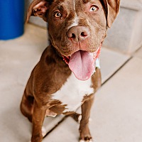 adopt a pet