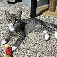 adopt a pet