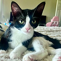 adopt-pet