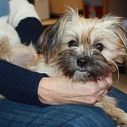 Thumbnail photo of Pixie - adoption pending #3