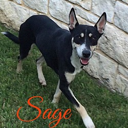 Thumbnail photo of Sage 2.0 (fostered in Maine) #1