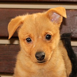 Thumbnail photo of Brutus~adopted! #2
