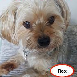 Thumbnail photo of Rex #2