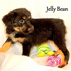 Thumbnail photo of Jelly Bean ~ meet me! #1
