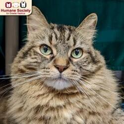 nashua animal shelter cats