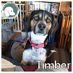 Photo of TIMBER